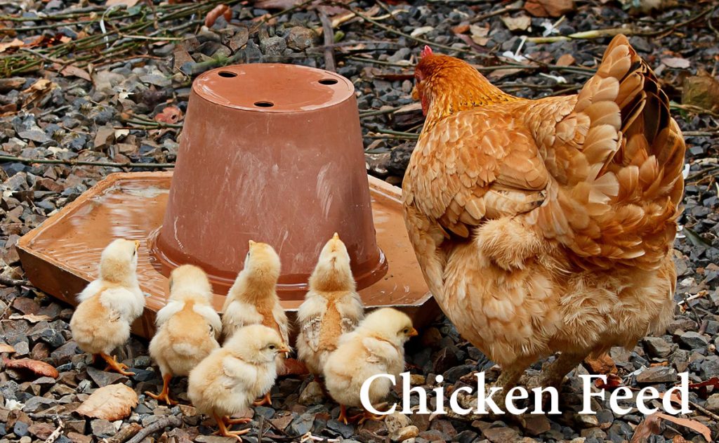 chicken feed