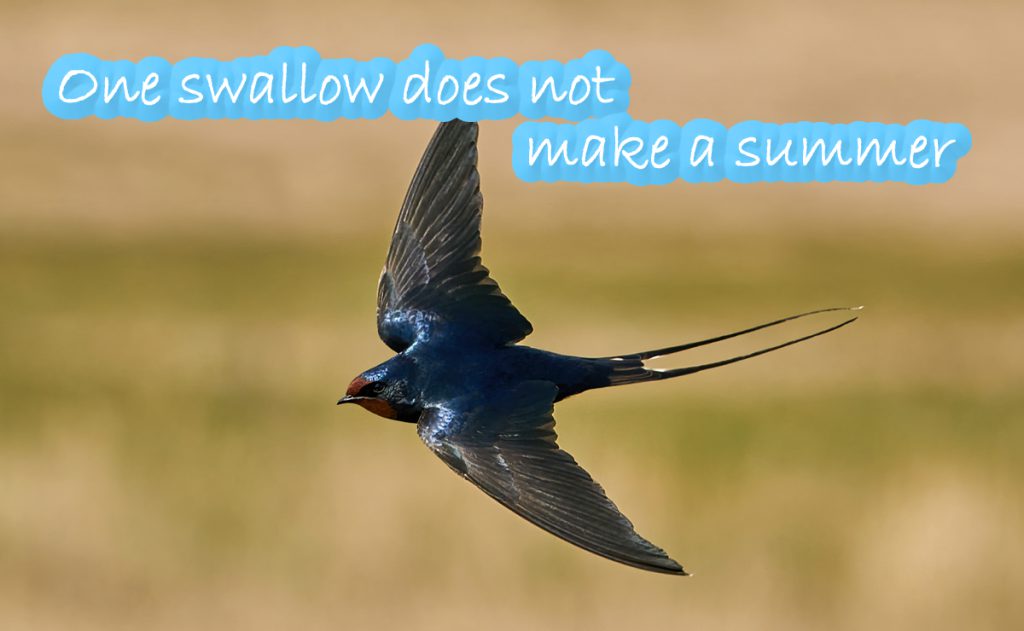 One Swallow Does Not Make A Summer ってどんな意味 アップルkランゲージの役立つ英会話ブログ
